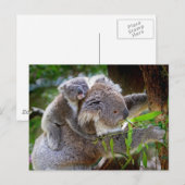 Carte Postale Koalas mignons (Devant / Derrière)