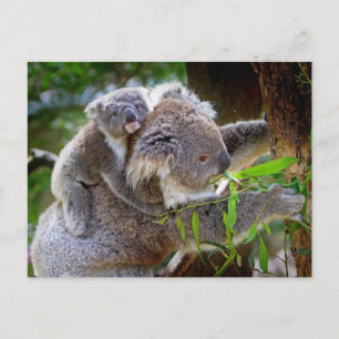 Carte Postale Koalas mignons