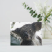 Carte postale Koalas QLD Australie (Debout devant)