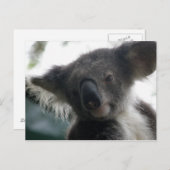 Carte postale Koalas QLD Australie (Devant / Derrière)