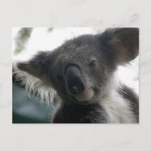 Carte postale Koalas QLD Australie (Devant)