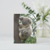 Carte postale Koalas QLD Australie (Debout devant)