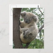 Carte postale Koalas QLD Australie (Devant / Derrière)