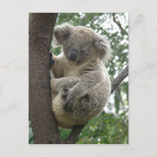 Carte postale Koalas QLD Australie