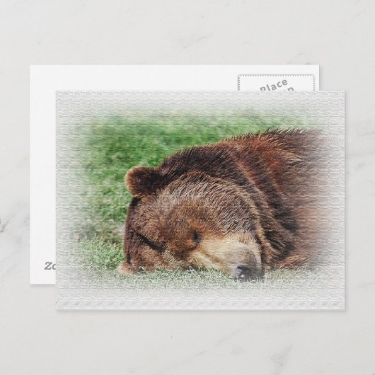 Carte postale Kodiak Bear Sleeping (Devant / Derrière)