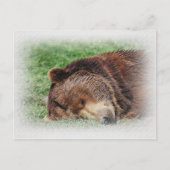 Carte postale Kodiak Bear Sleeping (Devant)