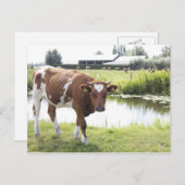 Carte Postale Koe (Devant / Derrière)