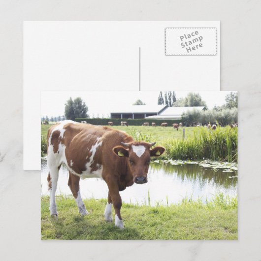 Carte Postale Koe (Devant / Derrière)