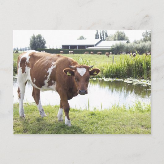 Carte Postale Koe (Devant)