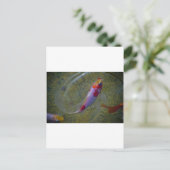 Carte Postale Koi (Debout devant)