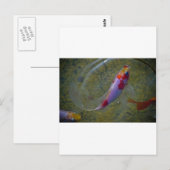 Carte Postale Koi (Devant / Derrière)