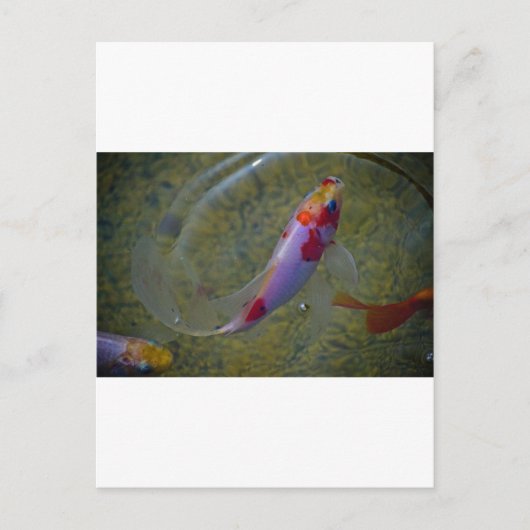 Carte Postale Koi (Devant)