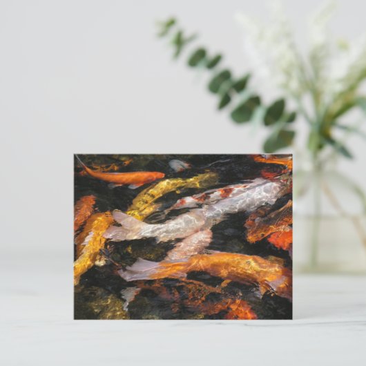 Carte Postale Koi (Debout devant)
