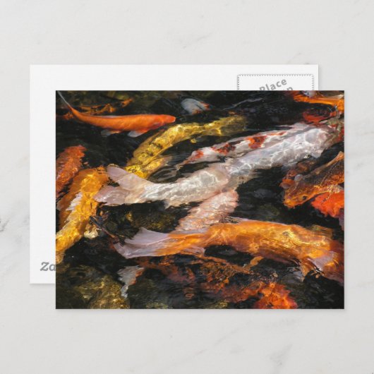 Carte Postale Koi (Devant / Derrière)