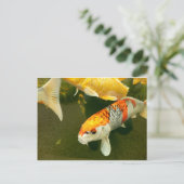 Carte postale Koi Carp (Debout devant)