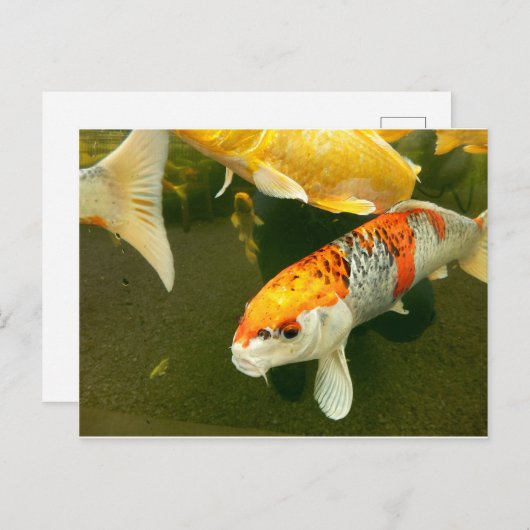 Carte postale Koi Carp (Devant / Derrière)