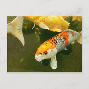Carte postale Koi Carp