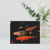 Carte Postale Koi Carp (Debout devant)