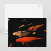 Carte Postale Koi Carp (Devant / Derrière)