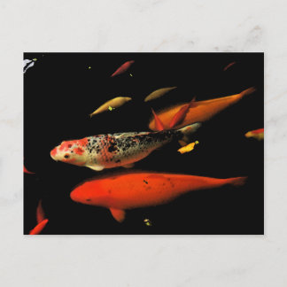 Carte Postale Koi Carp
