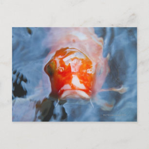 Carte Postale Koi Carp (Cyprinus carpio), Japon