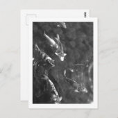Carte Postale Koi Carp : Japon (Devant / Derrière)