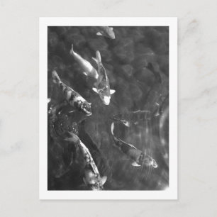 Carte Postale Koi Carp : Japon
