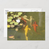 Carte Postale Koi Fish in a Lily pond (Devant / Derrière)