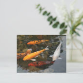 Carte Postale Koi Fish In Pond Photo (Debout devant)