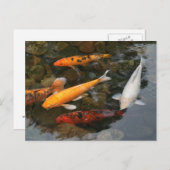 Carte Postale Koi Fish In Pond Photo (Devant / Derrière)