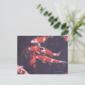 Carte Postale Koi piscine (Debout devant)