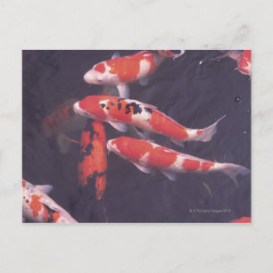 Carte Postale Koi piscine