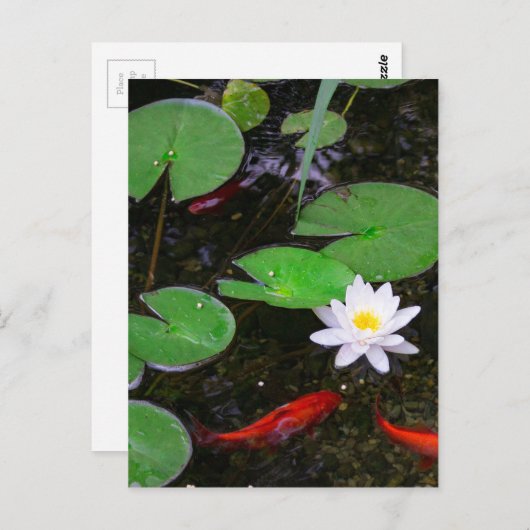 Carte Postale Koi Pond (Devant / Derrière)