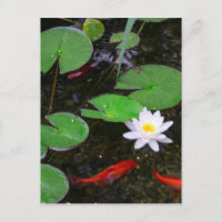 Koi Pond