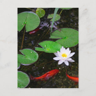 Carte Postale Koi Pond