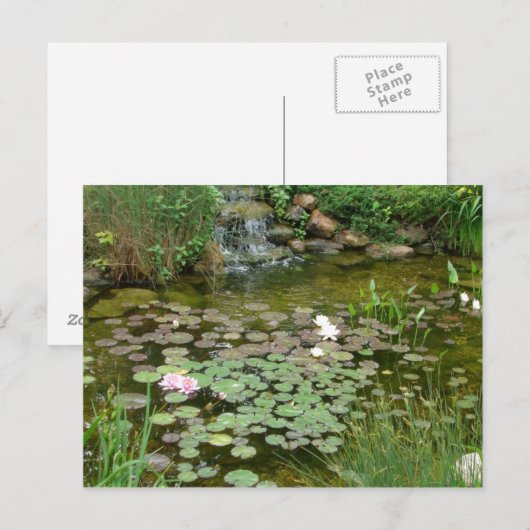 Carte postale Koi Pond (Devant / Derrière)