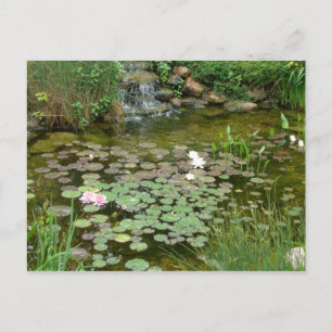Carte postale Koi Pond