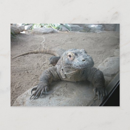Carte Postale Komodo Dragon (Devant)