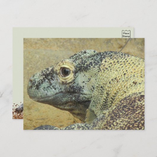 Carte Postale Komodo Dragon (Devant / Derrière)