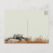 Carte Postale Komodo Dragon (Dos)