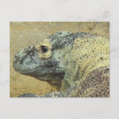 Carte Postale Komodo Dragon (Devant)
