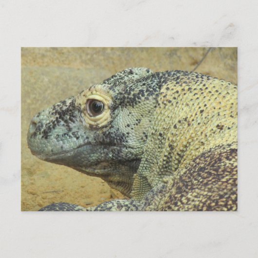Carte Postale Komodo Dragon (Devant)