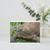 Carte Postale Komodo Dragon (Debout devant)