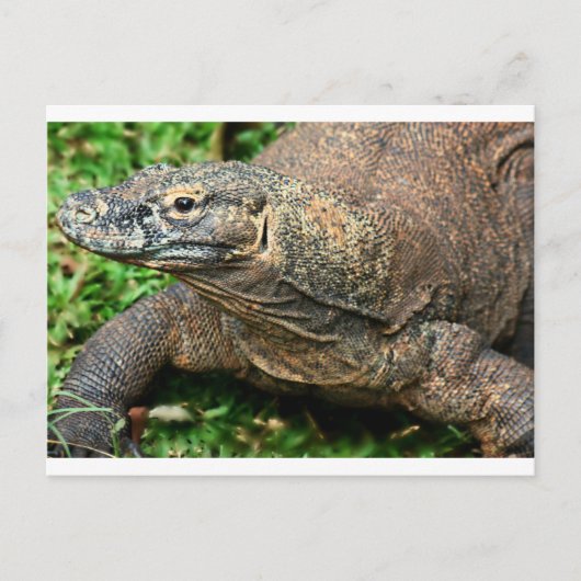 Carte Postale Komodo Dragon (Devant)