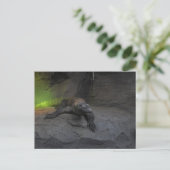 Carte Postale Komodo Dragon (Debout devant)