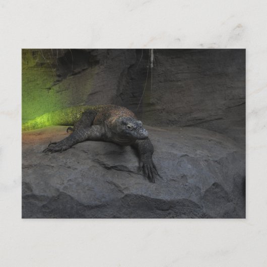 Carte Postale Komodo Dragon (Devant)