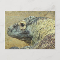 Komodo Dragon