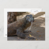 Carte Postale Komodo Dragon Licking (Devant / Derrière)