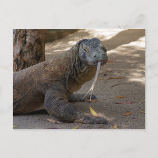 Carte Postale Komodo Dragon Licking