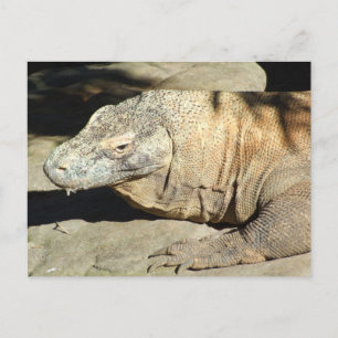 Carte Postale Komodo Dragon Postcard